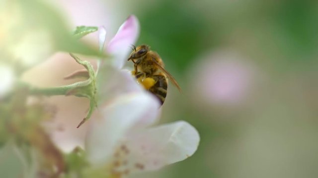 Bee pollinates apple tree flower and flying away. Close up shot of bee on spring flower. Slow motion