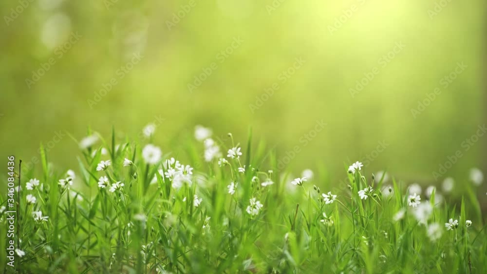 Poster small white spring flowers in the wood. green background with space for text. slow motion shot of wh