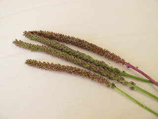 Greater plantain edible seeds in an inflorescence, Plantago major