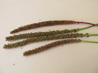 Greater plantain edible seeds in an inflorescence, Plantago major