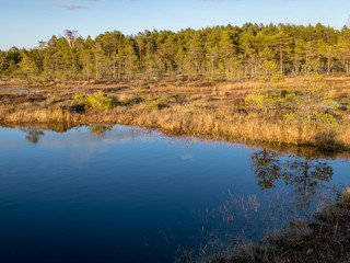 Colorful evening and sunset over the bog lake, crystal clear lake and bog in the evening, reflections on the water. Pine in the background.