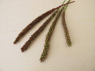 Greater plantain edible seeds in an inflorescence, Plantago major
