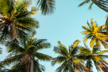 Fototapeta na wymiar Beautiful seaside coconut palm tree forest in sunshine day clear sky background. Travel tropical summer beach holiday vacation or save the earth, nature environmental concept.