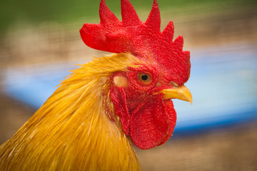 rooster walking around it's compound