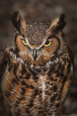 Horned owl portrait