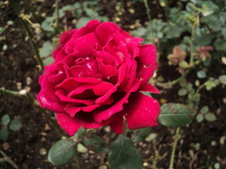 Red Rose