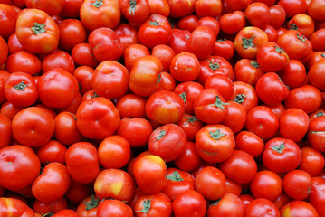close up on fresh tomato pile in harvest season 
