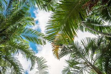 Fototapeta premium Green leave palm tree background with sky from bottom view. Tropical summer holiday vacation or beautiful pattern from nature environmental for your creative design concept.