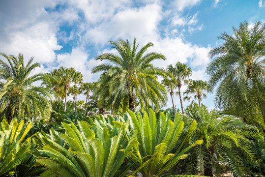 Green tropical garden palm tree and cycad with sunny day blue sky background and copy space. Tropical summer holiday vacation or nature environmental concept.