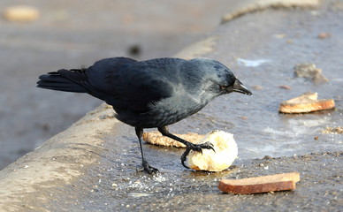 Jackdaw eating bread on the pavement