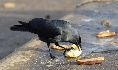Jackdaw eating bread on the pavement