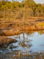 Nice landscape with evening and sunset over the bog lake, crystal clear lake and peat island in the lake and bog vegetation, bog pine in the background.
