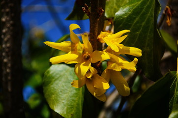 Border forsythia is an ornamental deciduous shrub of garden origin.Forsythia flowers in front of with green grass and blue sky.