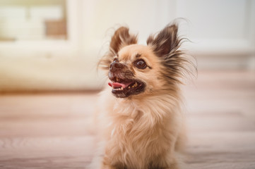 Little chihuahua sitting in a house on the ground. Little chihuahua portrait.
