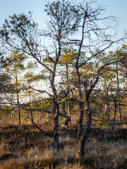 Sunset in the bog, bog pines resembling natural bonsai trees, typical bog landscape