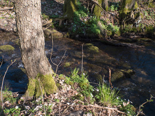 Forest brook, water stream with beautiful white wood anemone flower, Anemone nemorosa,moss covered stones and trees in sun light. Spring floral background