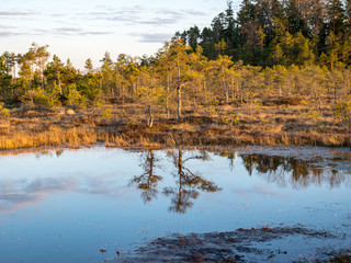 Fototapeta premium Colorful evening and sunset over the bog lake, crystal clear lake and bog in the evening, reflections on the water. Pine in the background.