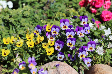 A lot of bright colorful - yellow, purple, white and orange - pansy flowers during a sunny spring day in Finland. Flower garden creates joy, happiness and brings color to life. Closeup photo.
