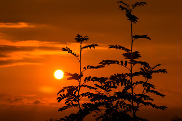 Plant silhouette on the background of colorful sunset