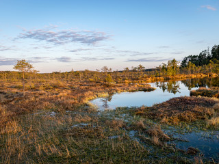 Colorful evening and sunset over the bog lake, crystal clear lake and bog in the evening, reflections on the water. Pine in the background.