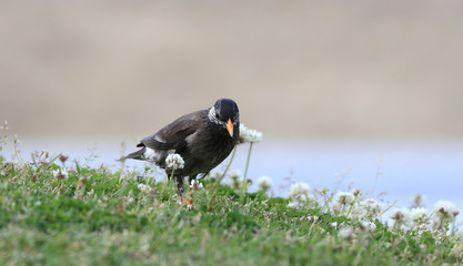 捕食中のムクドリ　ムクドリ　椋鳥　むく鳥　