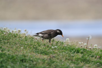 捕食中のムクドリ　ムクドリ　椋鳥　むく鳥　
