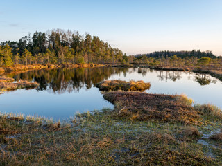 Swamp overgrown with trees and reeds, swamp lake at sunset, swamp vegetation in the foreground