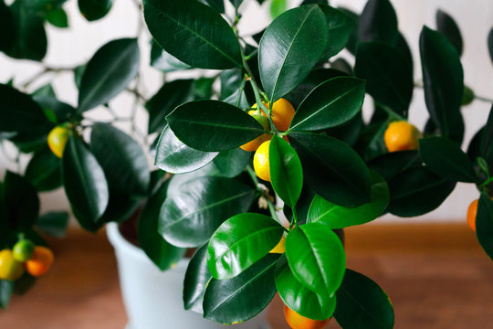 Orange Fruit In A Pot