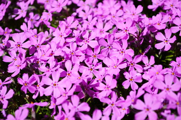 Fototapeta na wymiar The phlox is awl-shaped pink. Flower vegetable background vertically. Close up. Macro.