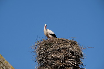 A stork stands in its nest on a chimney, in the spring , blue sky in background