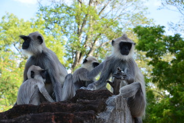 ポロンナルワの猿