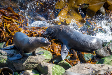 Sea lion at Katiki reserve in New Zealand
