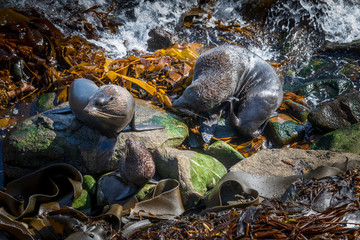 Fototapeta premium Sea lion at Katiki reserve in New Zealand