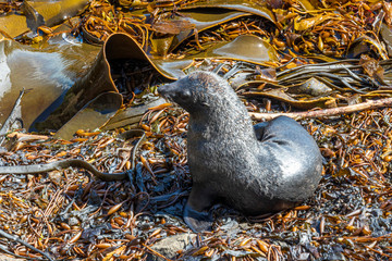 Sea lion at Katiki reserve in New Zealand