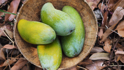 Mango tropical fruit in wooden basket put on green leaf background