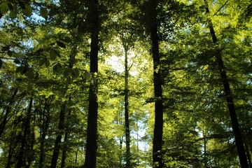 Fototapeta premium sun rays in the forest