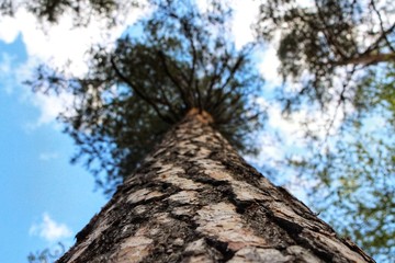 tree in the forest