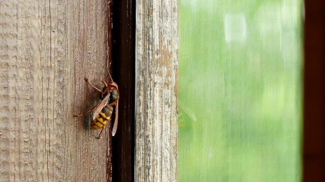 Close-up A large and beautiful hornet crawls on an old, brown window frame.