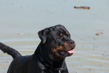 rottweiler in the water playing