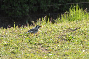 捕食中のムクドリ　ムクドリ　椋鳥　むく鳥　