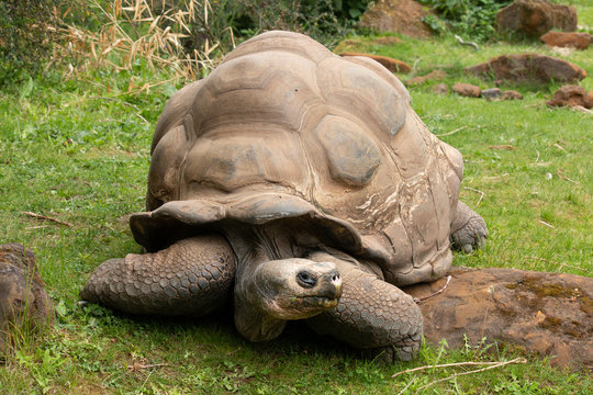 turtle in the graas