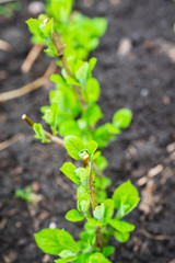 New leaves of hydrangea in the garden. Shallow depth of field.