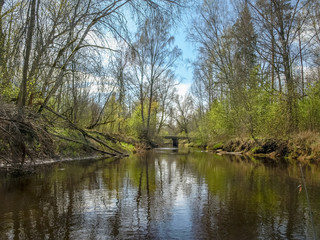 Fototapeta na wymiar the bank of a small wild river, the first spring greenery, reflections in the river water