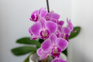 Pinke Orchidee Blume vor weiß