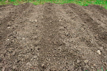 Small vegetable garden. Land prepared for planting salad greens. Gardening concept