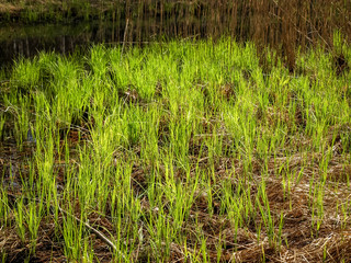 the first green plants in spring, bright green contrast with gray