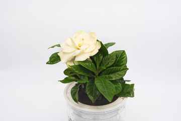 Indoor small green plant in pot on the desk