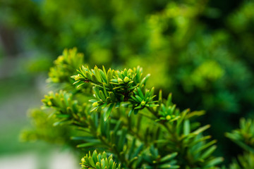 Taxus baccata (Yaw tree) bush in the garden. Selective focus.
