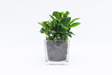 Indoor small green plant in pot on the desk