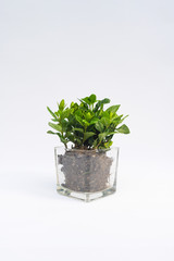 Indoor small green plant in pot on the desk